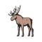 Elk moose, wild zoo and hunt animal