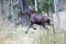 Elk mother of two moose calves runs across a forest road