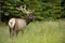 Elk with a mouthful of grass eating peacefully in a field