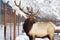 Elk outside of Girdwood, Alaska, in the winter.