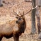 Elk Portrait with Full Rack of Antlers