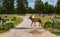 Elk with rack walking across road by cattle guard and evergreen trees