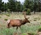 Elk with rack walking along in pasture in front of evergreen trees