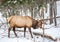 Elk Rattling Next to His Friend