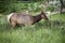 Elk Red deer Wapiti, Cervus elaphus, Canmore, Alberta