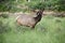 Elk Red deer Wapiti, Cervus elaphus, smells the air