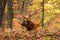 Elk Resting Amid Fall Colors in Lone Elk Park