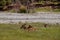 Elk resting by the river on the grass in the background of coniferous forest. female deer in Banff National Park, Alberta, Canada