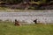 Elk resting by the river on the grass in the background of coniferous forest. female deer in Banff National Park, Alberta, Canada