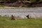 Elk resting by the river on the grass in the background of coniferous forest. female deer in Banff National Park, Alberta, Canada