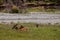 Elk resting by the river on the grass in the background of coniferous forest. female deer in Banff National Park, Alberta, Canada