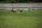 Elk resting by the river on the grass in the background of coniferous forest. female deer in Banff National Park, Alberta, Canada