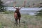 Elk with the Rockie mountains in the background