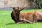 Elk Scratching His Nose With a Hoof