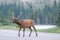 Elk, side view walking across highway.
