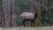 Elk Staring, at Cataloochee Valley, Great Smoky Mountains Nation