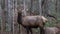 Elk Staring, at Cataloochee Valley, Great Smoky Mountains Nation