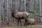 Elk Staring, at Cataloochee Valley, Great Smoky Mountains Nation