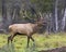 Elk Stock Photo and Image. Bull male bugling in the rutting season and walking in the field with a blur forest background in its