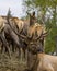 Elk Stock Photo and Image. Elk bull bugling resting on hay with its cows elk around him in their environment and habitat