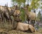 Elk Stock Photo and Image. Elk bull resting on hay with its cows elk around him in their environment and habitat surrounding