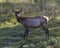 Elk Stock Photo and Image. Elk female standing and looking at the camera in field with foliage with sunray on its brown coat fur