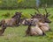 Elk Stock Photo and Image. Elk group close-up profile view resting in the field with blur background in their environment and