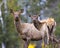 Elk Stock Photo and Image. Elk mother and baby calf looking at camera with a blur background in their environment and habitat