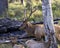 Elk Stock Photo and Image. Male buck protecting his female herd in the mating season in the bush with trees and grass background