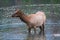 An elk wadding in the water going for a drink