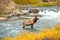 Elk wading in water in Yellowstone National Park Wyoming, Wildlife Nature Photography, bull during elk rut, Gardiner Montana,