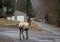 Elk Walking on the Road