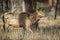 Elk walking through the tall grass