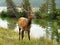 Elk Wapiti Bull Antlers