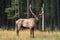 Elk, Wapiti, Canadian Rockies