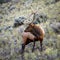 Elk or Wapiti (Cervus canadensis)