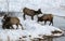 Elk or wapiti Cervus canadensis on the Wyoming-Colorado Border Winter