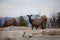 Elk (Wapiti), Cervus elephas,Mammoth Springs in Yellowstone National Park,USA