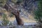 Elk (Wapiti), Cervus elephas,Mammoth Springs in Yellowstone National Park,USA