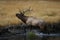 Elk & x28;Wapiti& x29;, Cervus elephas, Yellowstone National Park, Wyoming, USA