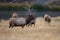 Elk (Wapiti), Cervus elephas, Yellowstone National Park, Wyoming, USA