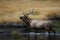 Elk (Wapiti), Cervus elephas, Yellowstone National Park, Wyoming, USA
