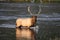 Elk & x28;Wapiti& x29;, Cervus elephas, Yellowstone National Park, Wyoming, USA