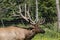 Elk - wapiti in a conservation and wilderness area