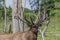 Elk - wapiti  in a conservation and wilderness area