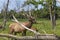 Elk - wapiti  in a conservation and wilderness area