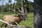 Elk - wapiti  in a conservation and wilderness area