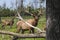 Elk - wapiti  in a conservation and wilderness area