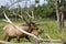 Elk - wapiti  in a conservation and wilderness area