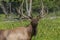 Elk - wapiti  in a conservation and wilderness area